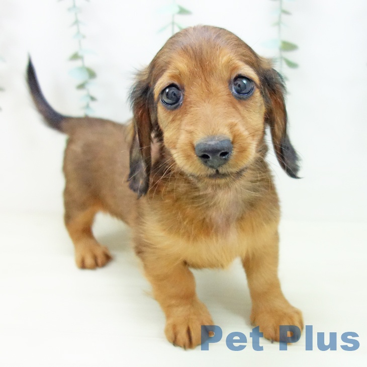 ミニチュア・ダックスフンド