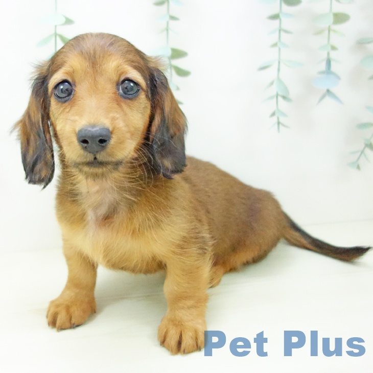 ミニチュア・ダックスフンドの写真2