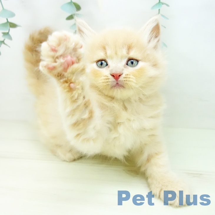 スコティッシュフォールドの写真2