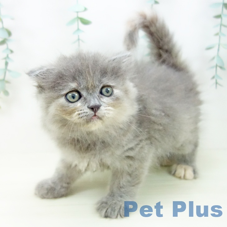 スコティッシュフォールドの写真2