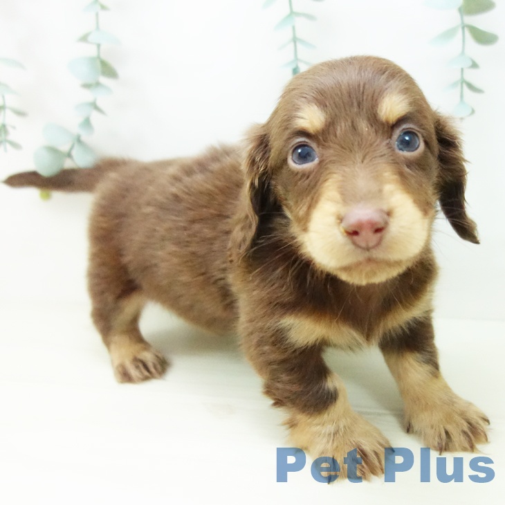 ミニチュア・ダックスフンドの写真2