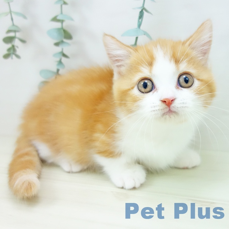 マンチカンの写真2