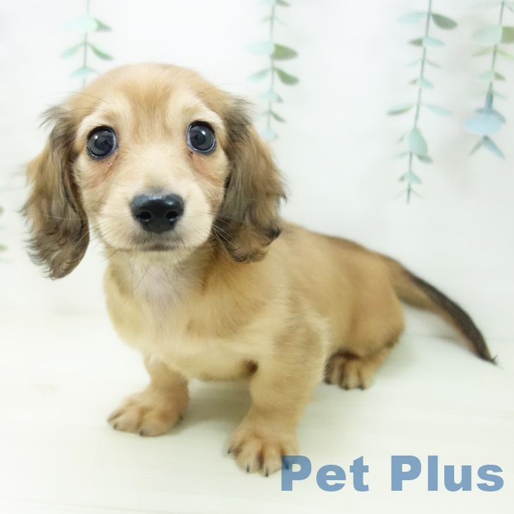 ミニチュア・ダックスフンドの写真2