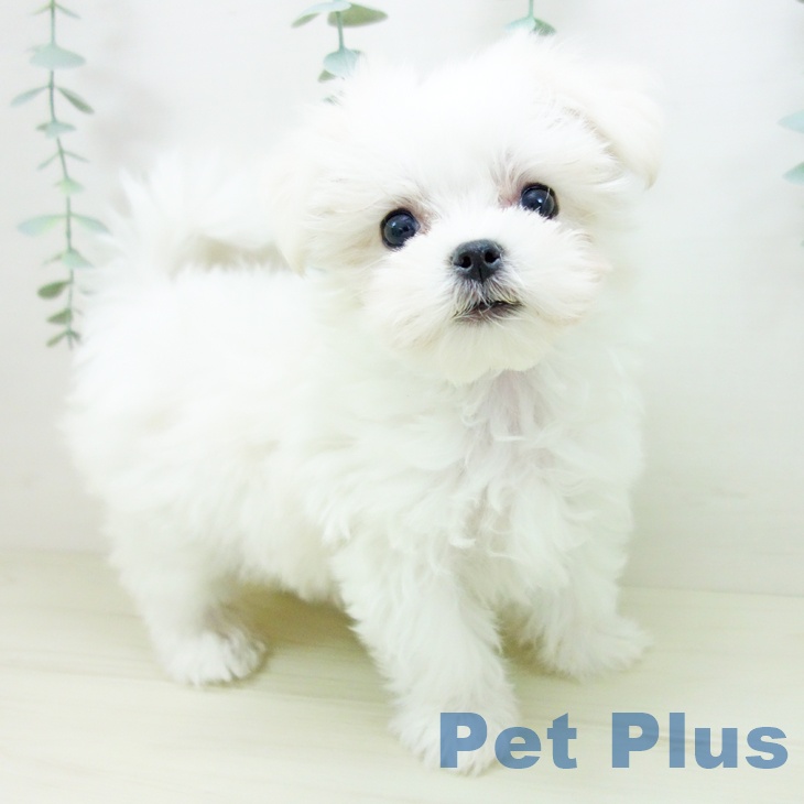 マルチーズの写真2