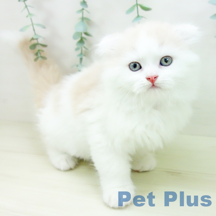 スコティッシュフォールド