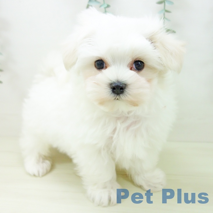 マルチーズの写真2