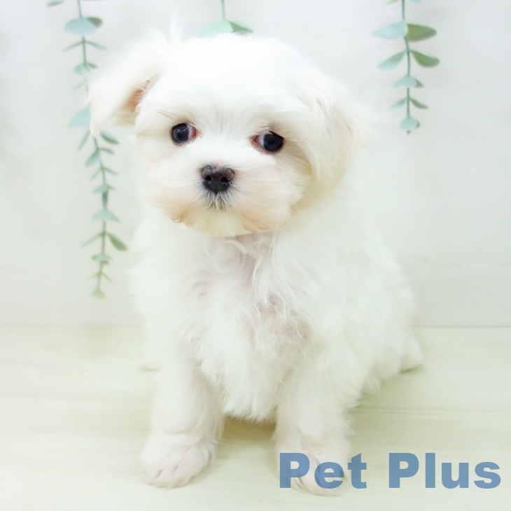 マルチーズの写真2