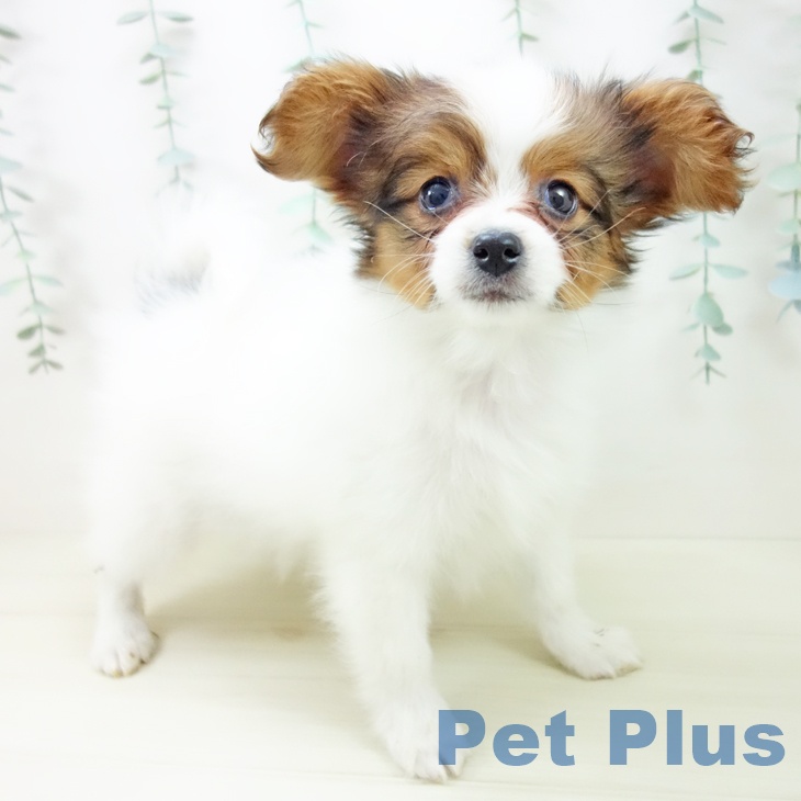 パピヨンの写真2