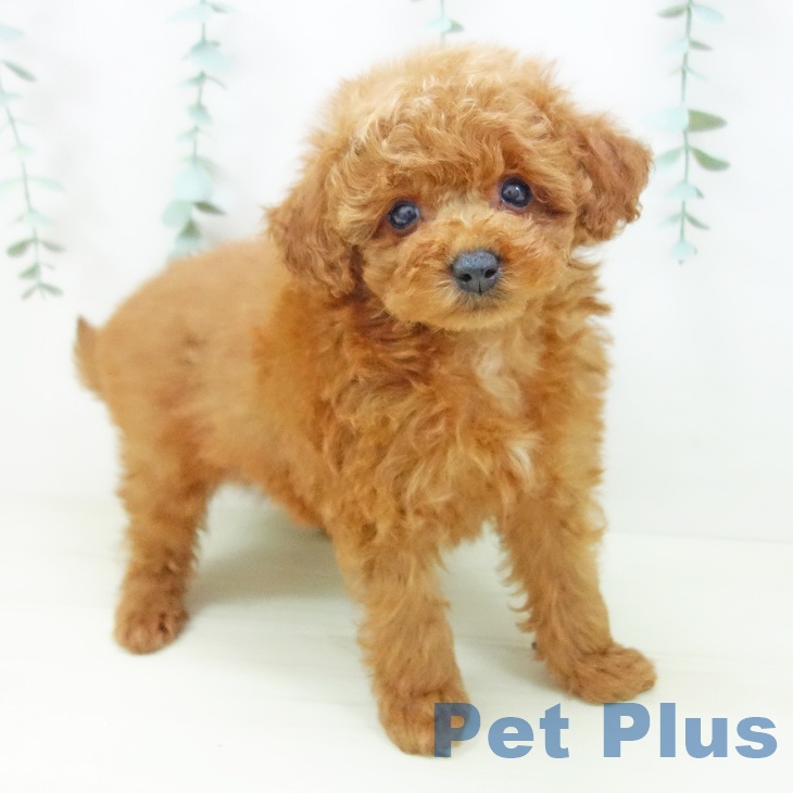 トイ・プードル