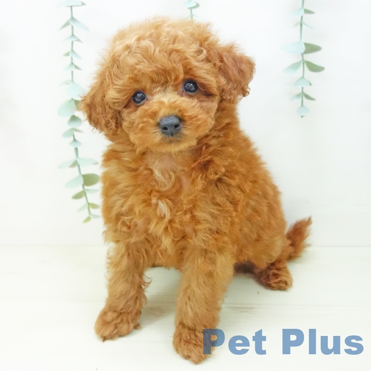 トイ・プードルの写真2