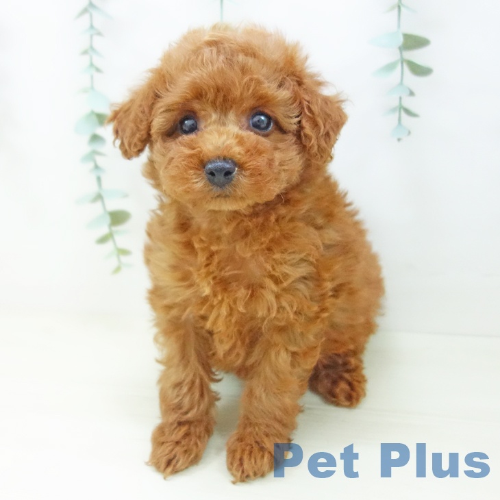 トイ・プードル