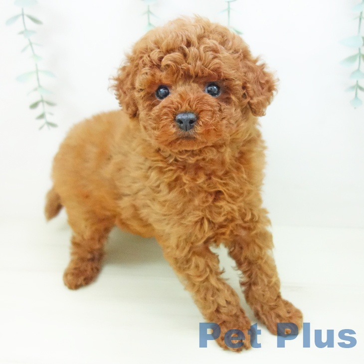 トイ・プードル