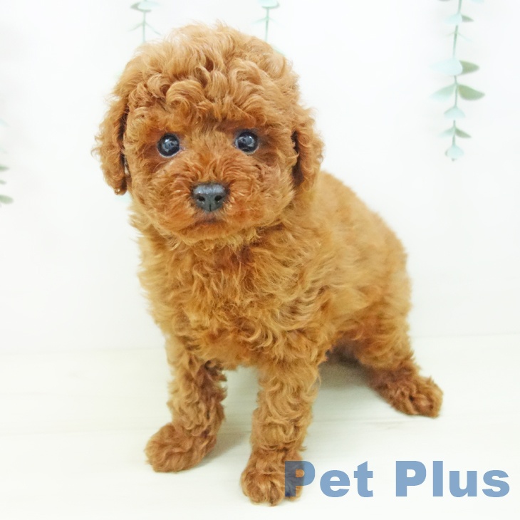 トイ・プードルの写真2