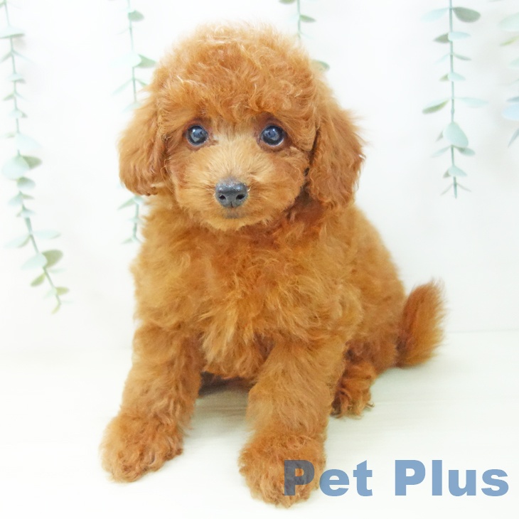 トイ・プードル