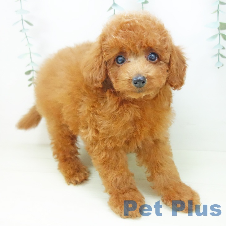 トイ・プードルの写真2