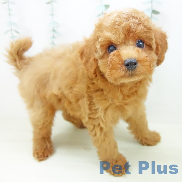 トイ・プードル