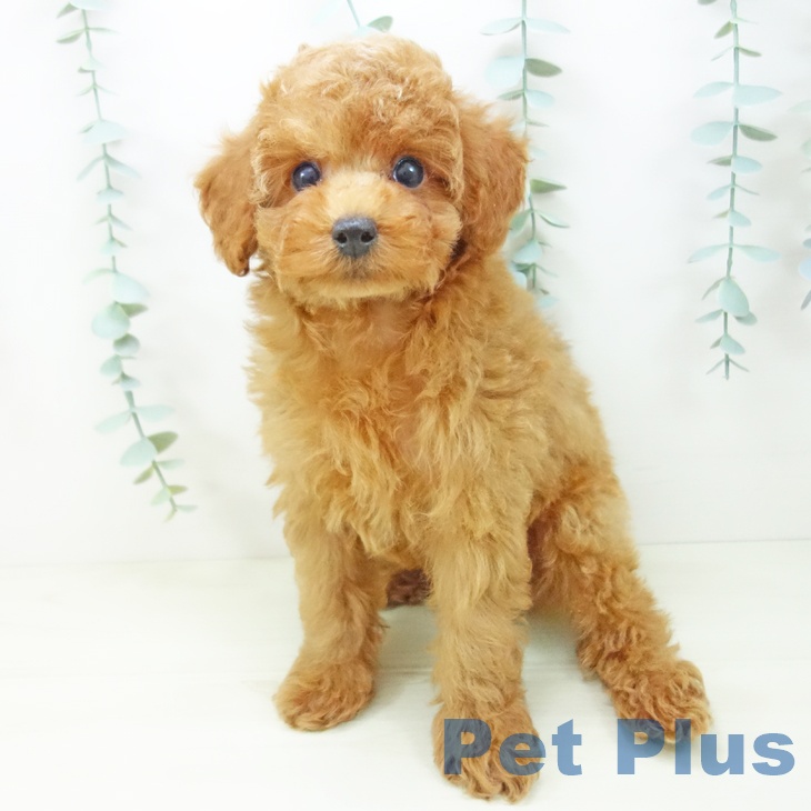 トイ・プードルの写真2