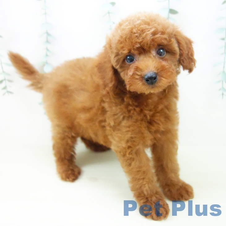 トイ・プードル