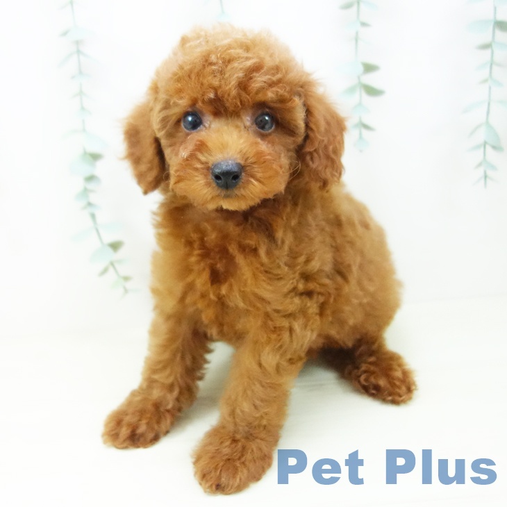 トイ・プードルの写真2