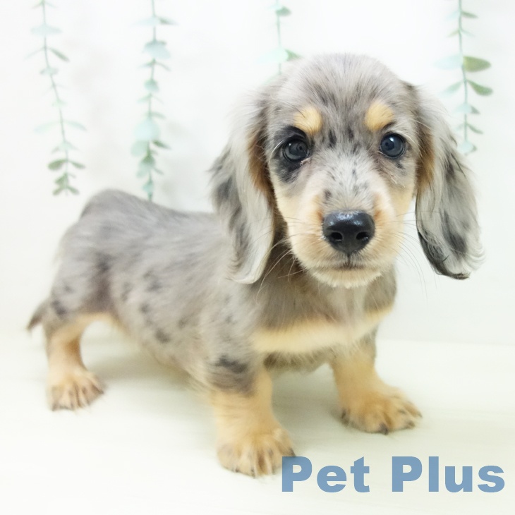 ミニチュア・ダックスフンド