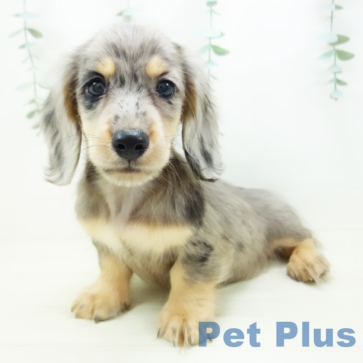 ミニチュア・ダックスフンドの写真2