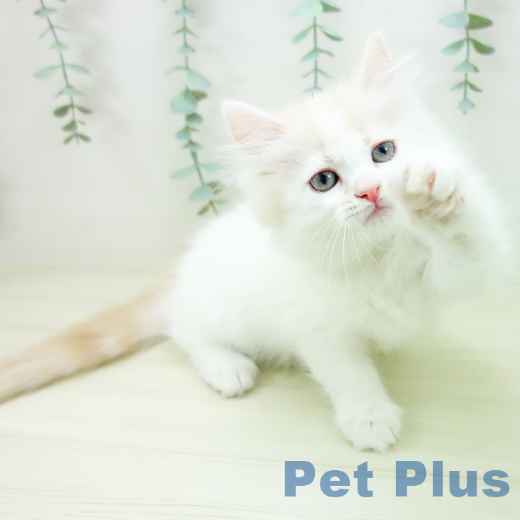 ミヌエットの写真2