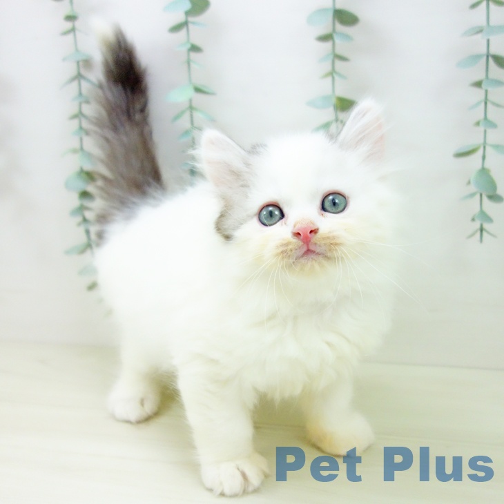 サイベリアンの写真2