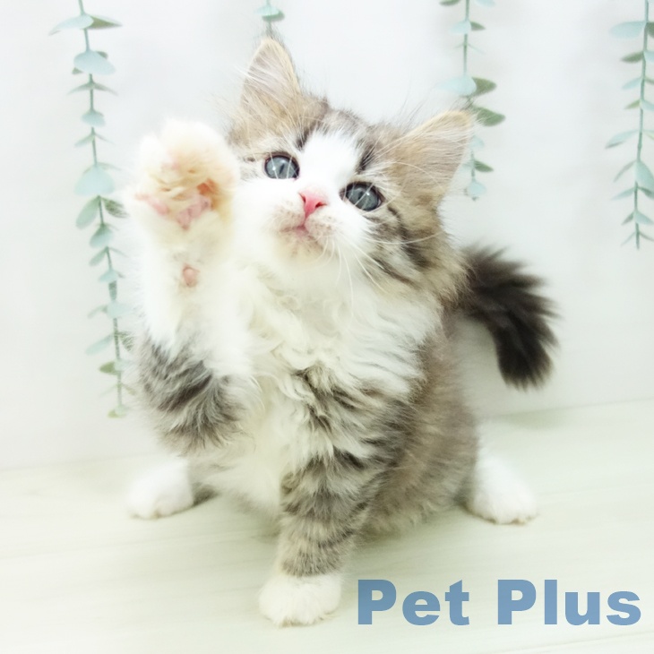 サイベリアンの写真2