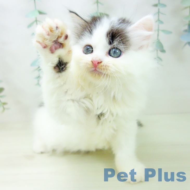 サイベリアンの写真2