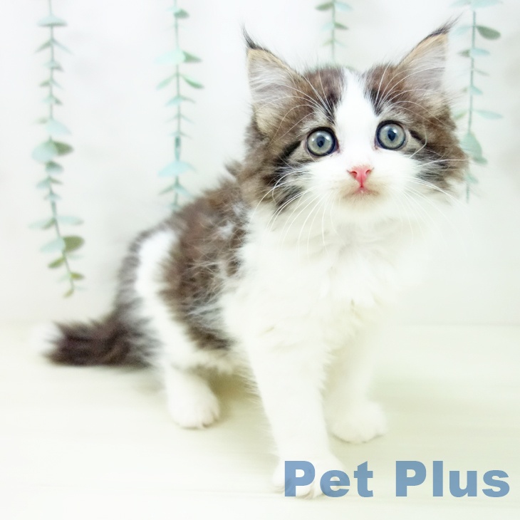 サイベリアンの写真2