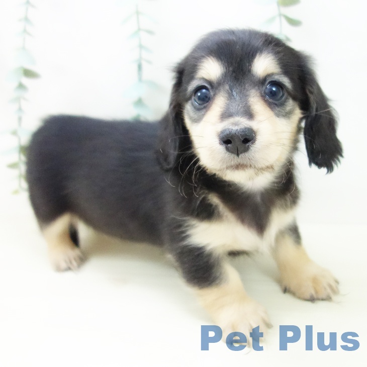 ミニチュア・ダックスフンド