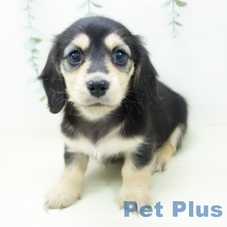 ミニチュア・ダックスフンド