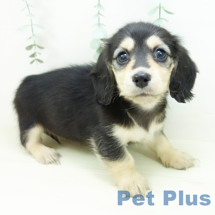 ミニチュア・ダックスフンドの写真2