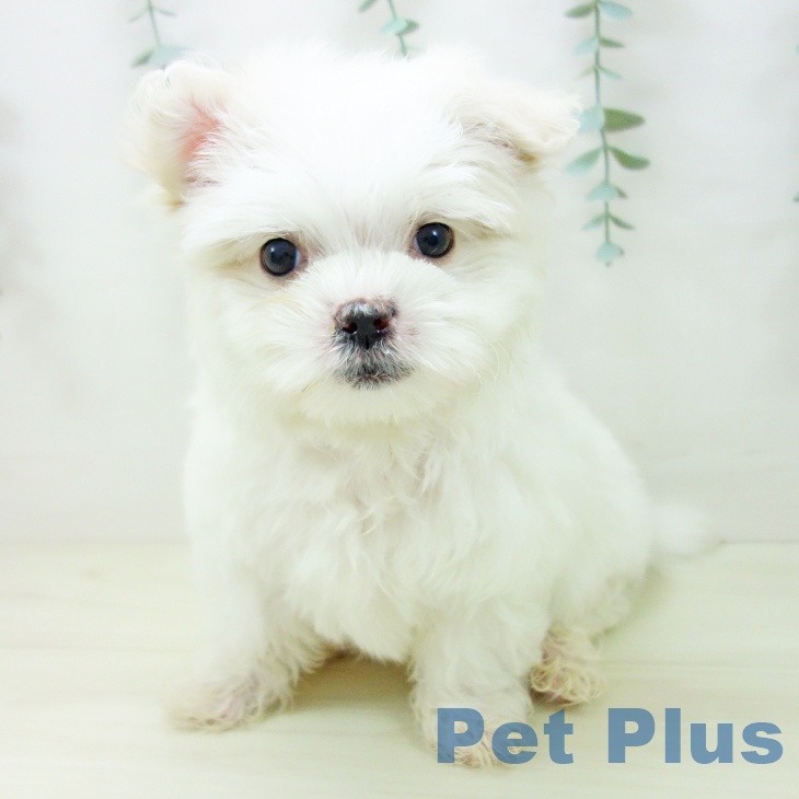 マルチーズの写真2