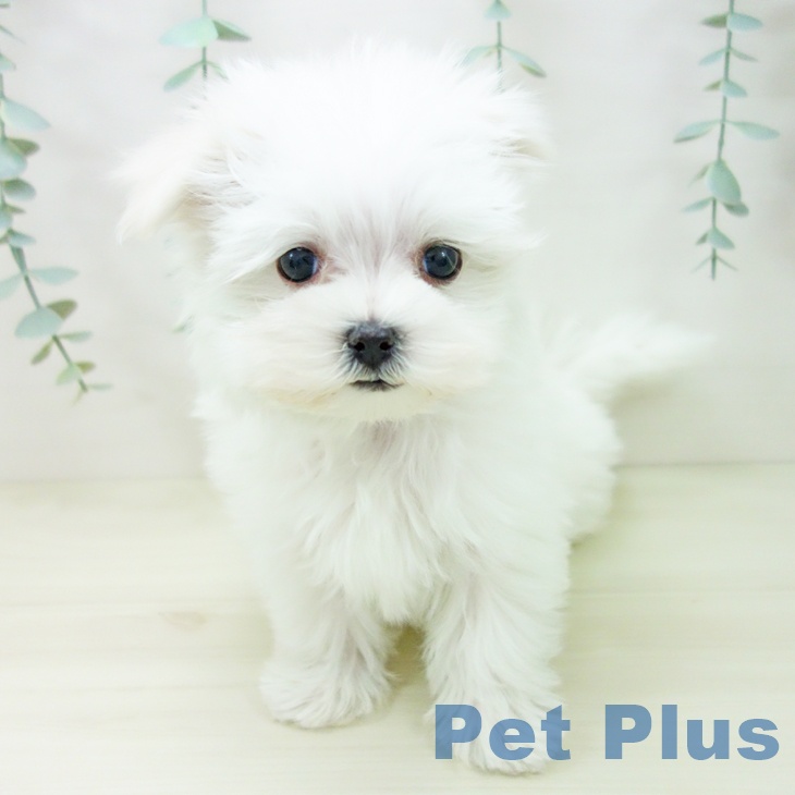 マルチーズの写真2