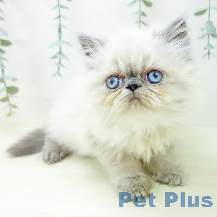 ヒマラヤンの写真2