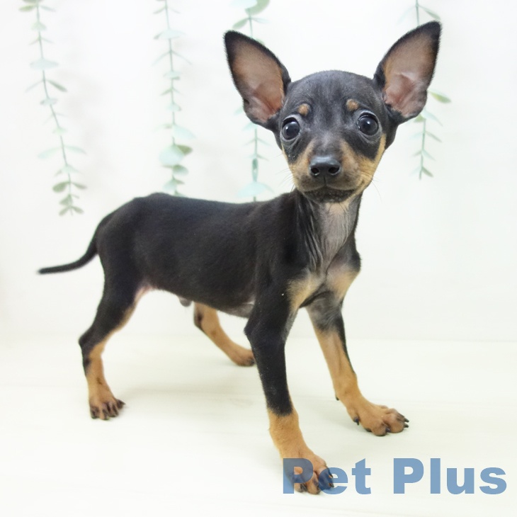 ミニチュア・ピンシャー