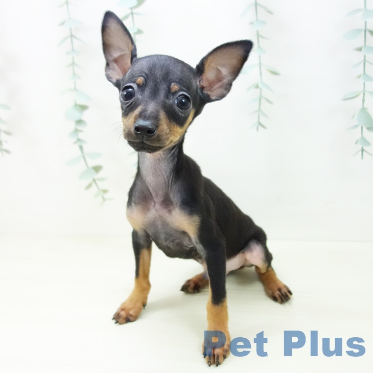 ミニチュア・ピンシャーの写真2