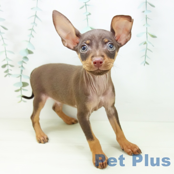 ミニチュア・ピンシャー