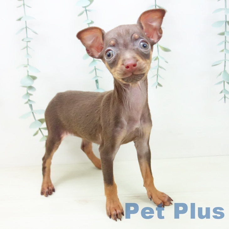 ミニチュア・ピンシャー