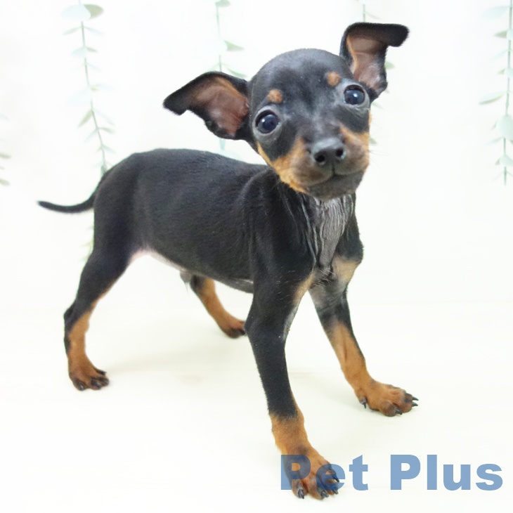 ミニチュア・ピンシャー