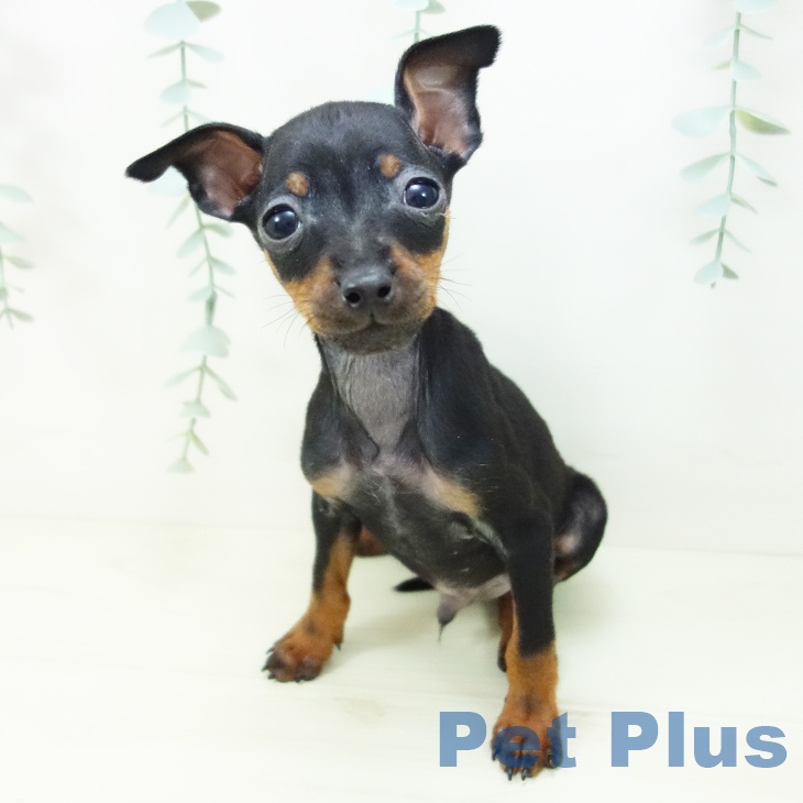 ミニチュア・ピンシャーの写真2