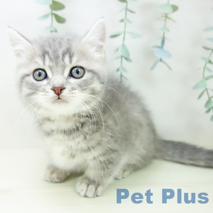 マンチカンの写真2