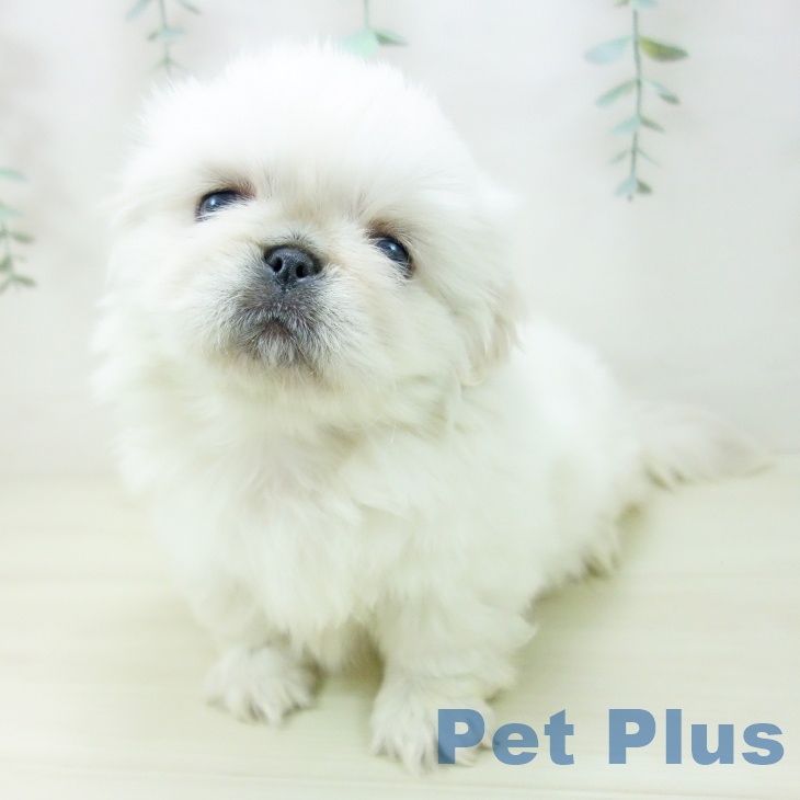 ペキニーズの写真2