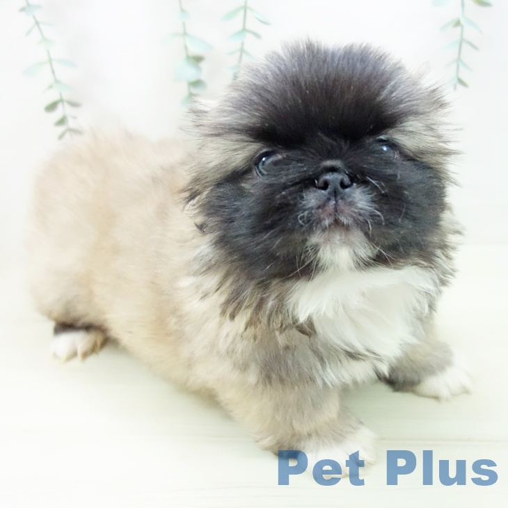 ペキニーズの写真2