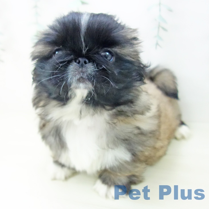 ペキニーズの写真2