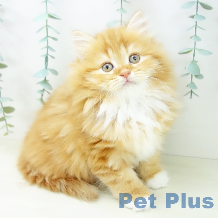 スコティッシュフォールド