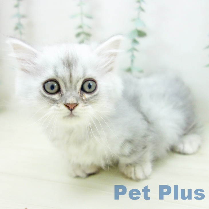 ミヌエットの写真2