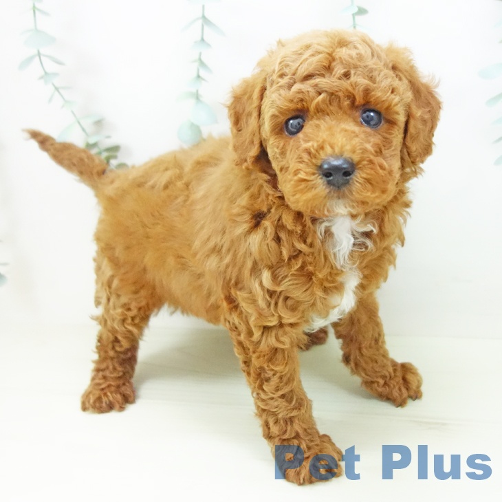 トイ・プードル