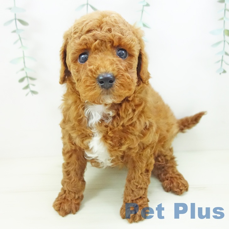 トイ・プードルの写真2